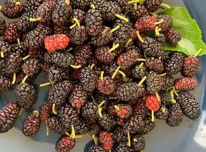 Controvento Курортный комплекс Казальбордино